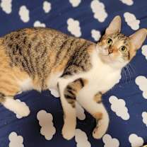 Thumbnail photo of Emmy #1