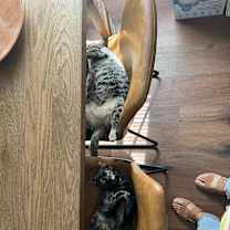 Thumbnail photo of Moose and Goose #4