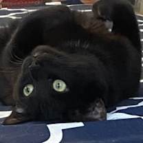 Thumbnail photo of Raven #1