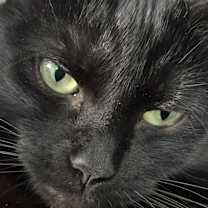 Thumbnail photo of Raven #2