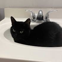 Thumbnail photo of Raven #3