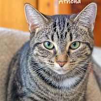 Thumbnail photo of Athena #2