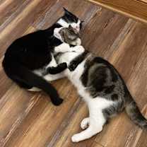 Thumbnail photo of Phantom #2