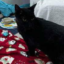 Thumbnail photo of Jellybean #4