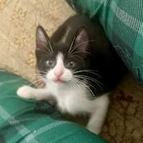 Thumbnail photo of Hermione #3