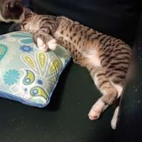 Thumbnail photo of Zephyr #3