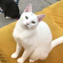 Thumbnail photo of Ivory #4