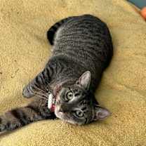 Thumbnail photo of Sola #1