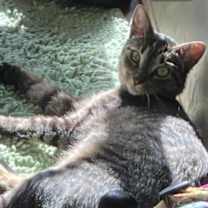 Thumbnail photo of Sola #2