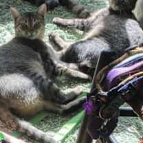 Thumbnail photo of Sola #3