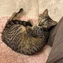 Thumbnail photo of Sola #4