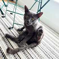 Thumbnail photo of Mushtaaq #1