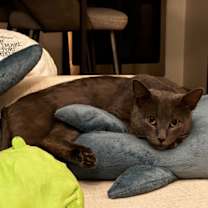 Thumbnail photo of Mushtaaq #4