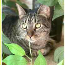 Thumbnail photo of Koko, Willow Grove Area, (FCID 03/31/2025-401) #1