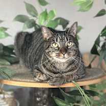 Thumbnail photo of Koko, Willow Grove Area, (FCID 03/31/2025-401) #2