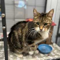 Thumbnail photo of Tabby Too #3