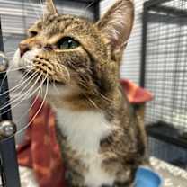 Thumbnail photo of Tabby Too #4