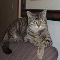 Thumbnail photo of Big Tiger #1