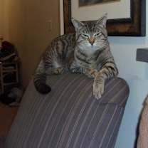 Thumbnail photo of Big Tiger #2