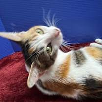 Thumbnail photo of Kiki #2