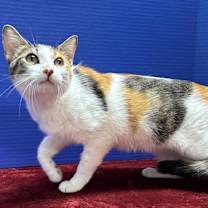 Thumbnail photo of Kiki #3