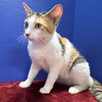 Thumbnail photo of Kiki #4