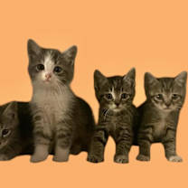Thumbnail photo of Tabby Kittens - Females #3