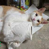 Thumbnail photo of ROLEX #2