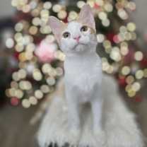 Thumbnail photo of ROLEX #3