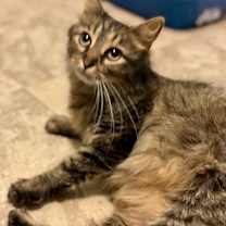 Thumbnail photo of Godiva #2