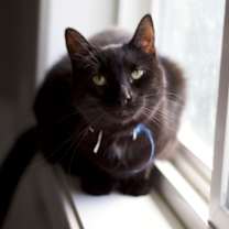 Thumbnail photo of Eclipse #1