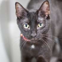 Thumbnail photo of Mocha #2