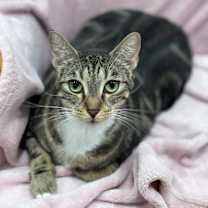 Thumbnail photo of Hibiscus #1