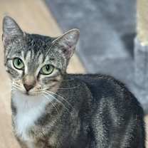 Thumbnail photo of Hibiscus #2