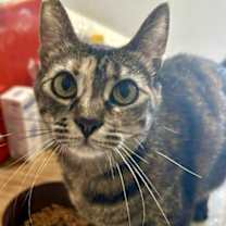 Thumbnail photo of Athena #1