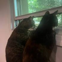 Thumbnail photo of Athena #4