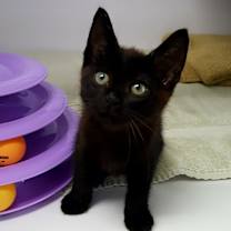 Thumbnail photo of Cocoa #1