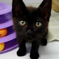 Thumbnail photo of Cocoa #3