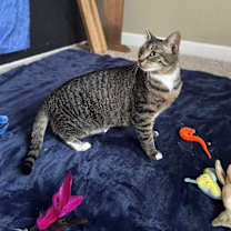 Thumbnail photo of Gwen #3