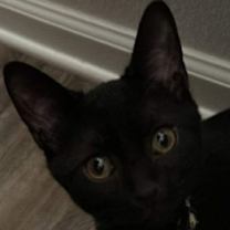 Thumbnail photo of Ripper #1