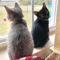 Thumbnail photo of Ripper #2