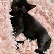 Thumbnail photo of Ripper #3