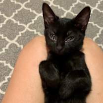 Thumbnail photo of Ripper #4