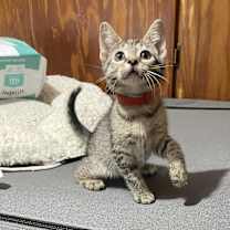 Thumbnail photo of Diamond #2