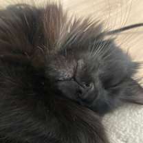 Thumbnail photo of kat #3