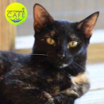 Thumbnail photo of Ghoul - CSC #1