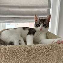 Thumbnail photo of ISABELLA #1