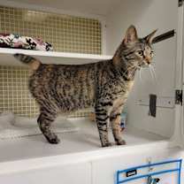 Thumbnail photo of Mocha #4