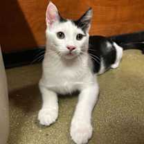 Thumbnail photo of Kobuk #1