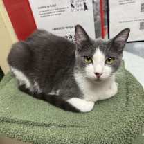 Thumbnail photo of Nalani NAPA PETCO #3